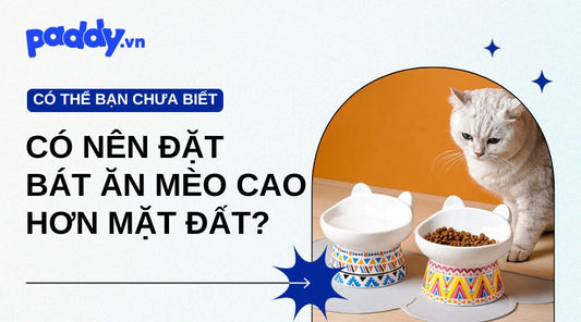 Vì Sao Nên Đặt Bát Ăn Cho Mèo Cao Hơn Mặt Đất? - Paddy Pet Shop