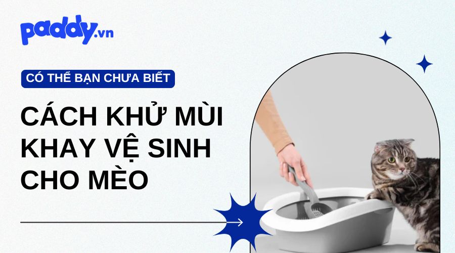 Cách Khử Mùi Hôi Khay Vệ Sinh Cho Mèo