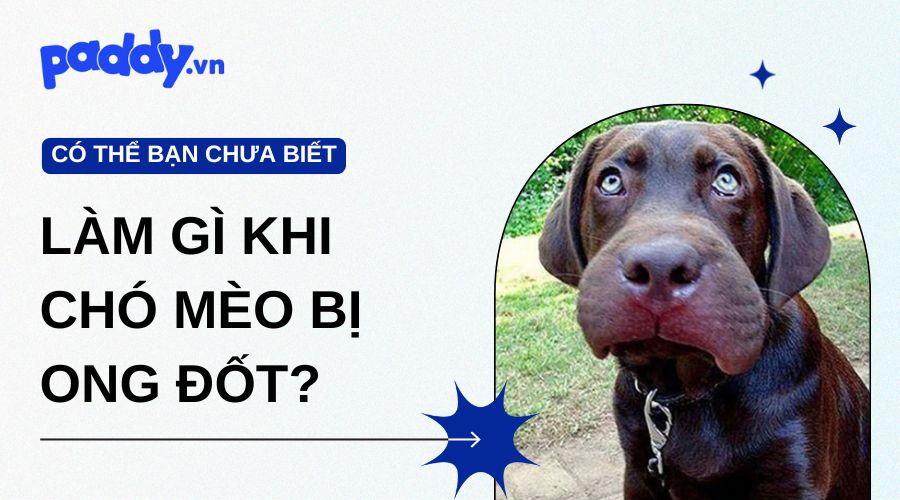 Làm gì khi chó mèo bị ong đốt để ngăn ngừa biến chứng?