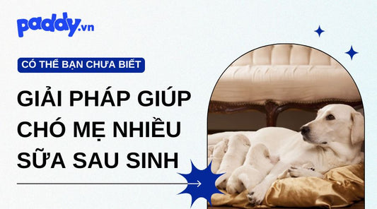 Giải Pháp Giúp Chó Mẹ Có Nhiều Sữa Sau Sinh