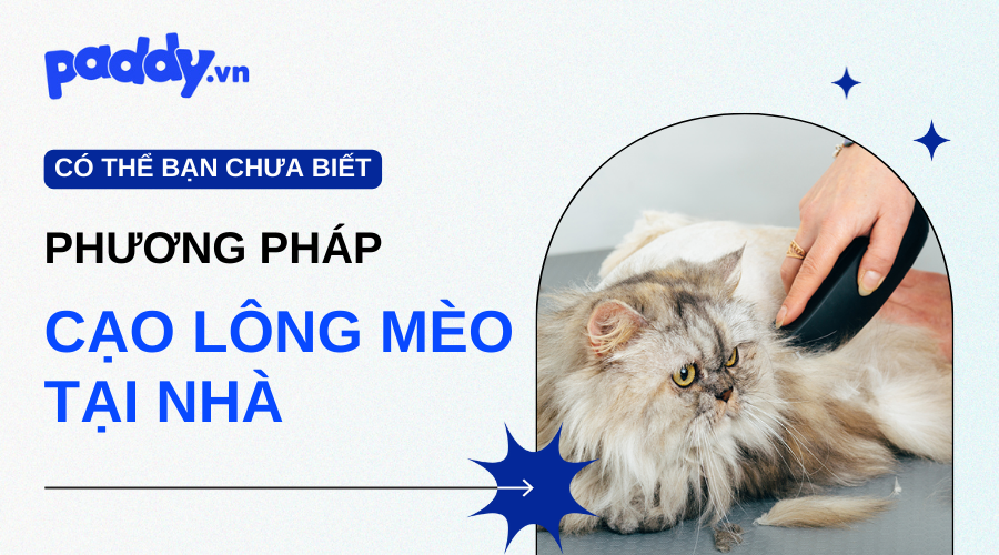 Phương Pháp Cạo Lông Mèo Tại Nhà Hiệu Quả - Paddy Pet Shop