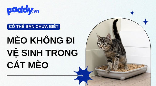 Mèo không đi vệ sinh trong cát mèo? Nguyên nhân và cách xử lý hiệu quả