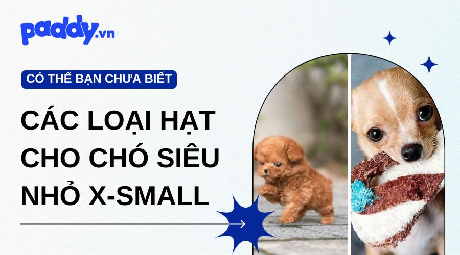 Các loại hạt cho chó X-small - Bí quyết nuôi chó nhỏ khoẻ mạnh