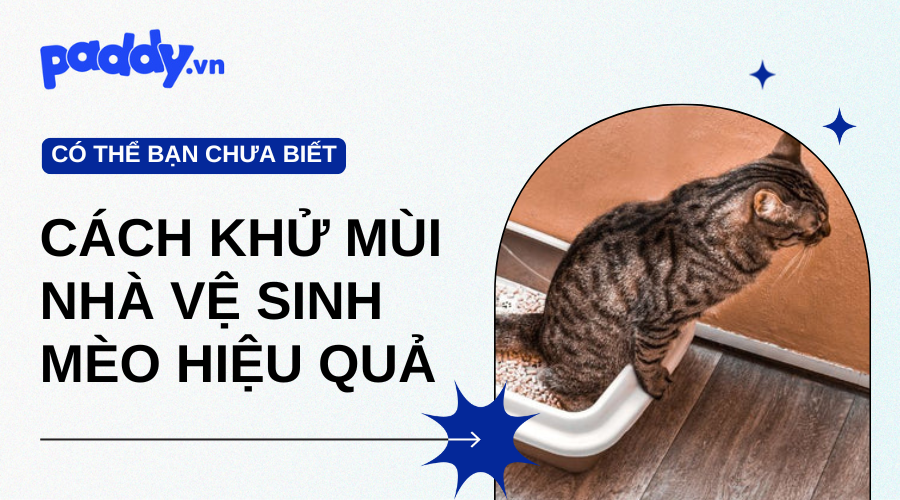 Cách Khử Mùi Nhà Vệ Sinh Mèo Hiệu Quả