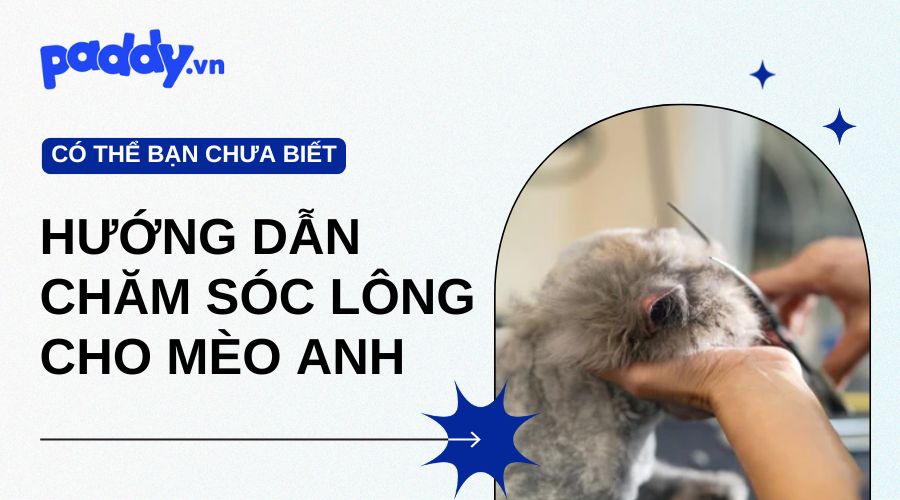 Hướng dẫn chăm sóc lông cho mèo anh