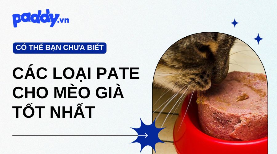 Các Loại Pate Cho Mèo Già Tốt Nhất