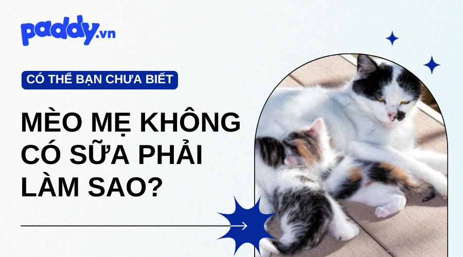 Mèo Mẹ Không Có Sữa Phải Làm Sao?