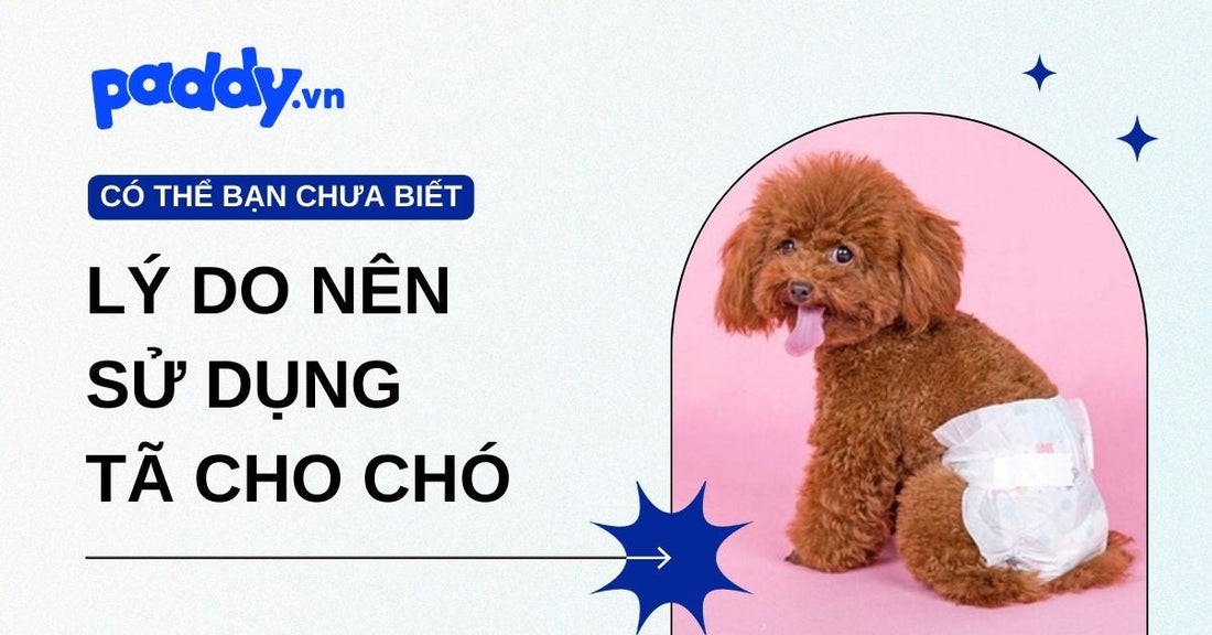 Lý do nên sử dụng tã cho chó. Cách chọn tã phù hợp cho chó mà các "sen" cần biết