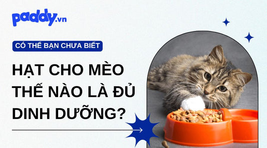 Thức ăn hạt cho mèo thế nào là đủ dinh dưỡng? Hướng dẫn từ A-Z cho sen mới nuôi