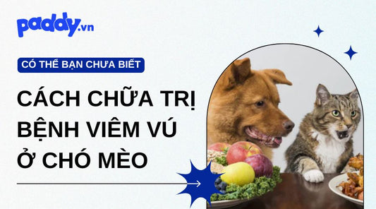 Bệnh Viêm Vú Ở Chó Mèo: Dấu Hiệu Và Cách Chữa Trị