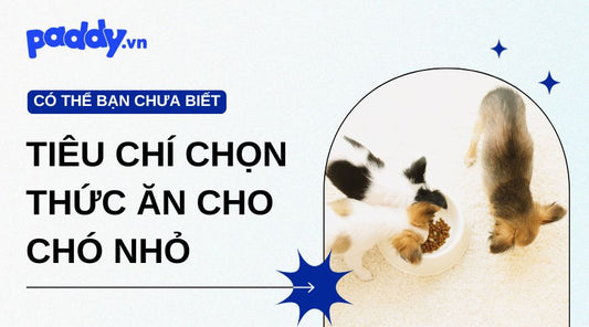 Chó nhỏ nên ăn gì? Tiêu chí chọn thức ăn đầy đủ dinh dưỡng và phù hợp