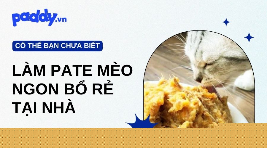 Cách Làm Pate Cho Mèo Ngon Bổ Rẻ Tại Nhà - Paddy Pet Shop
