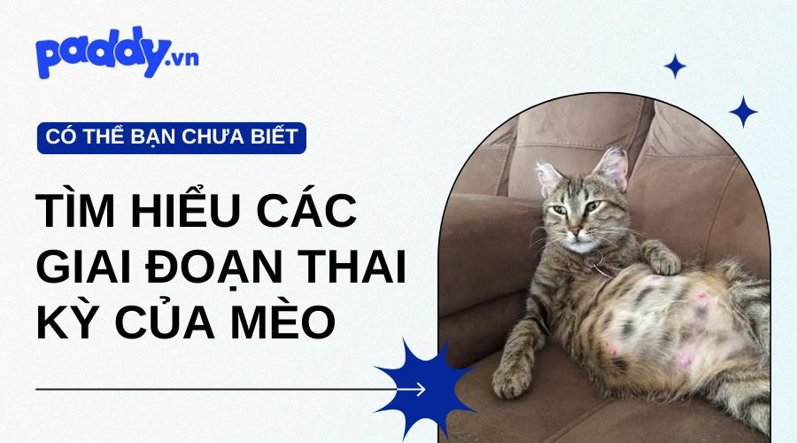 Tìm Hiểu Các Giai Đoạn Thai Kỳ Của Mèo