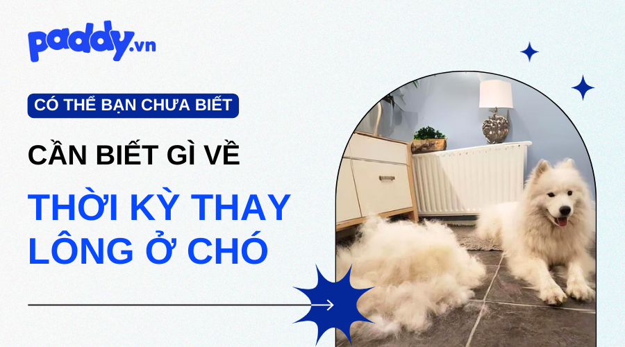 Những Điều Cần Biết Khi Thay Lông Ở Chó - Paddy Pet Shop