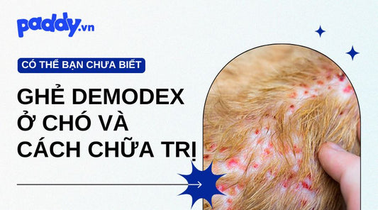 ghẻ demodex ở chó