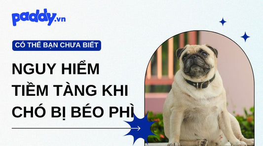 Những nguy hiểm tiềm tàng khi chó bị béo phì