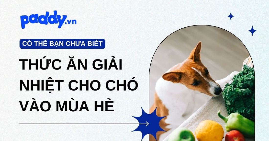 Thức ăn giải nhiệt cho chó vào mùa hè, gợi ý dinh dưỡng giúp cún cưng luôn mát khỏe