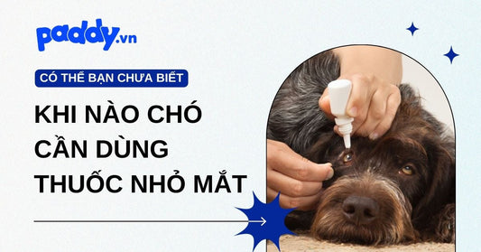 Thuốc nhỏ mắt cho chó: Khi nào cần sử dụng và cách lựa chọn thuốc nhỏ mắt an toàn