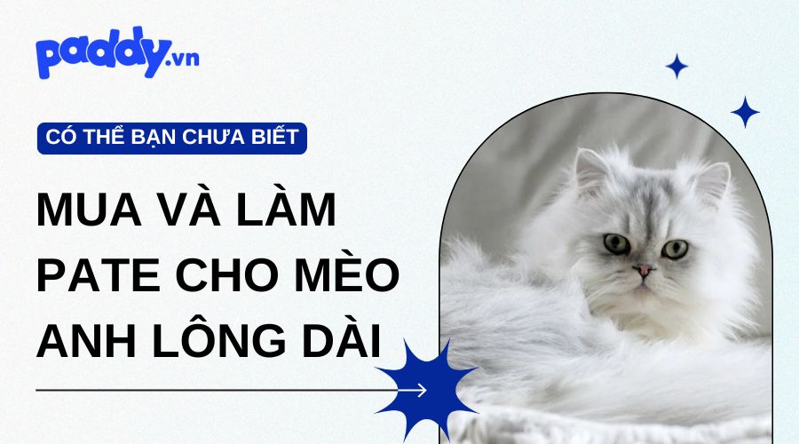 Pate cho mèo Anh lông dài: Nên chọn loại nào & có nên nêm gia vị khi tự làm?