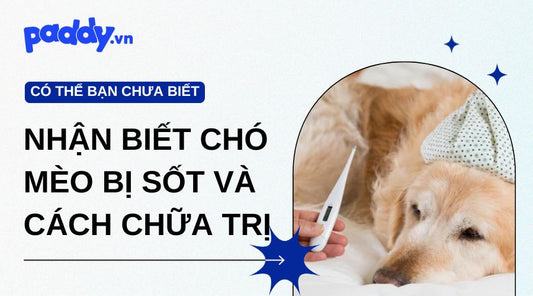 Dấu hiệu nhận biết chó mèo bị sốt và cách chữa trị