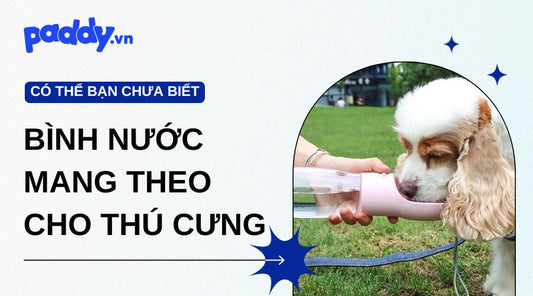 Review các loại bình nước mini mang theo cho thú cưng siêu tiện lợi