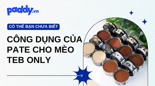 Công Dụng Của Các Dòng Pate Thưởng Cho Mèo Teb Only - Paddy Pet Shop