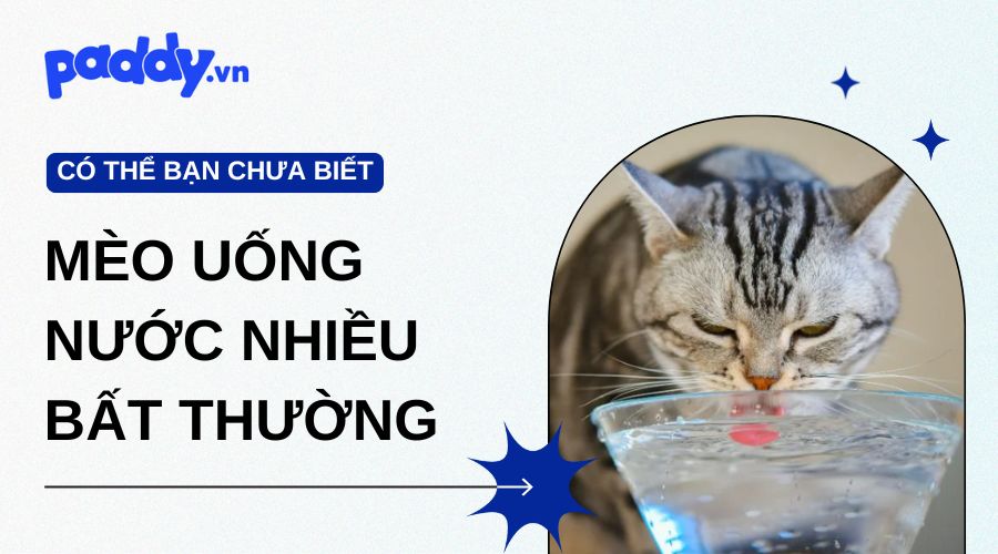 Tại Sao Mèo Uống Nước Nhiều Bất Thường?