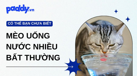 Tại Sao Mèo Uống Nước Nhiều Bất Thường?