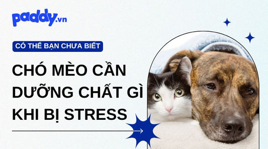 Nên bổ sung dưỡng chất gì cho chó mèo bị stress