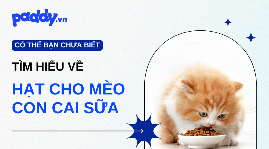 Các Loại Hạt Tốt Cho Mèo Con Sau Khi Cai Sữa - Paddy Pet Shop