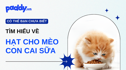 Các Loại Hạt Tốt Cho Mèo Con Sau Khi Cai Sữa - Paddy Pet Shop