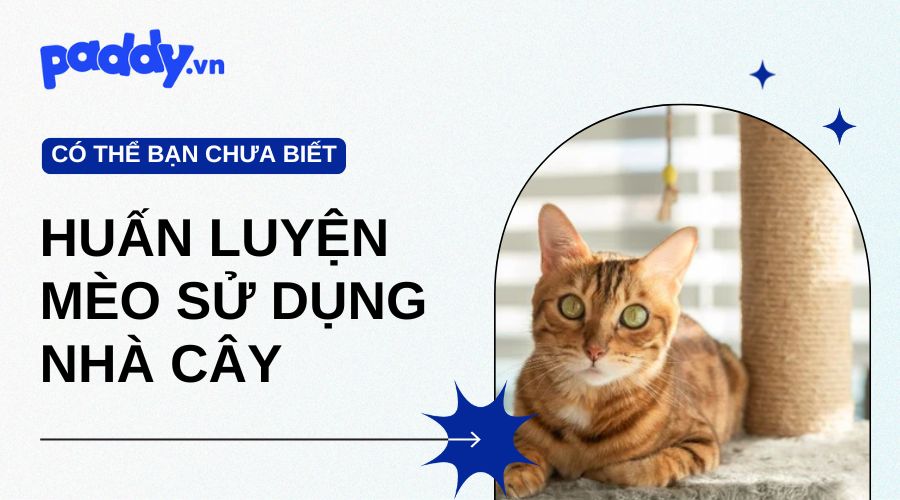 Hướng Dẫn Huấn Luyện Mèo Sử Dụng Nhà Cây