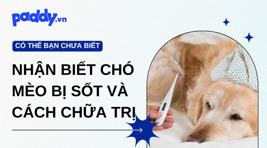 Dấu hiệu nhận biết chó mèo bị sốt và cách chữa trị