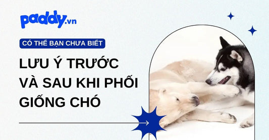 Cần biết gì khi phối giống chó? Lưu ý trước và sau khi phối giống chó