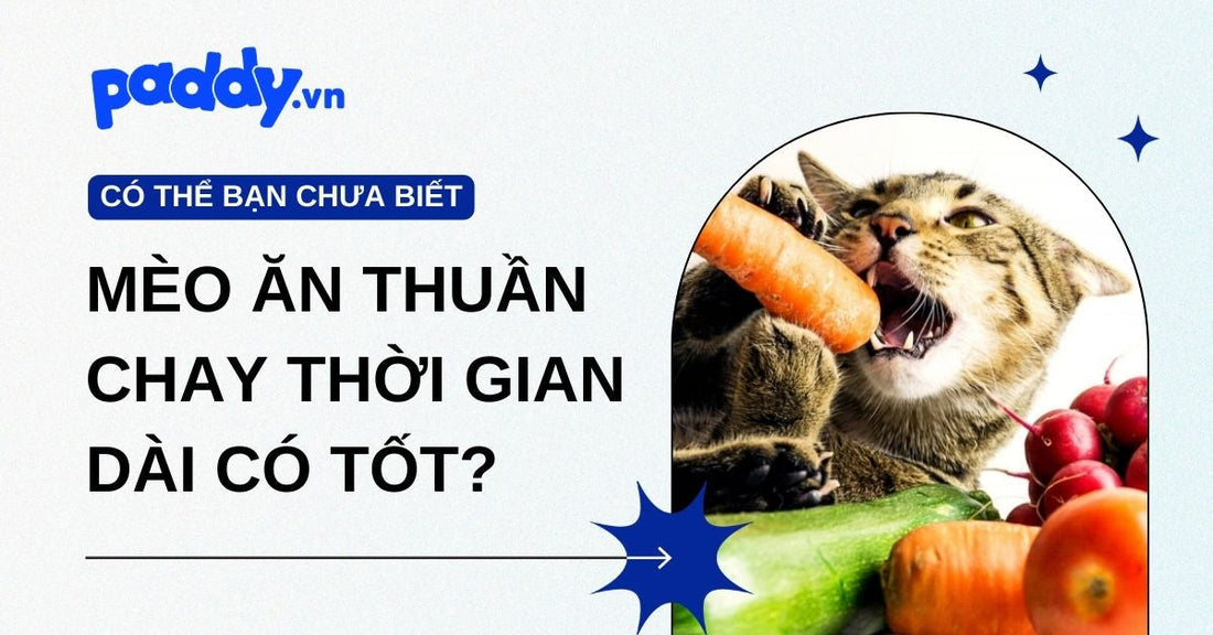 Mèo ăn thuần chay trong thời gian dài liệu có an toàn? Cảnh báo những rủi ro không thể bỏ qua