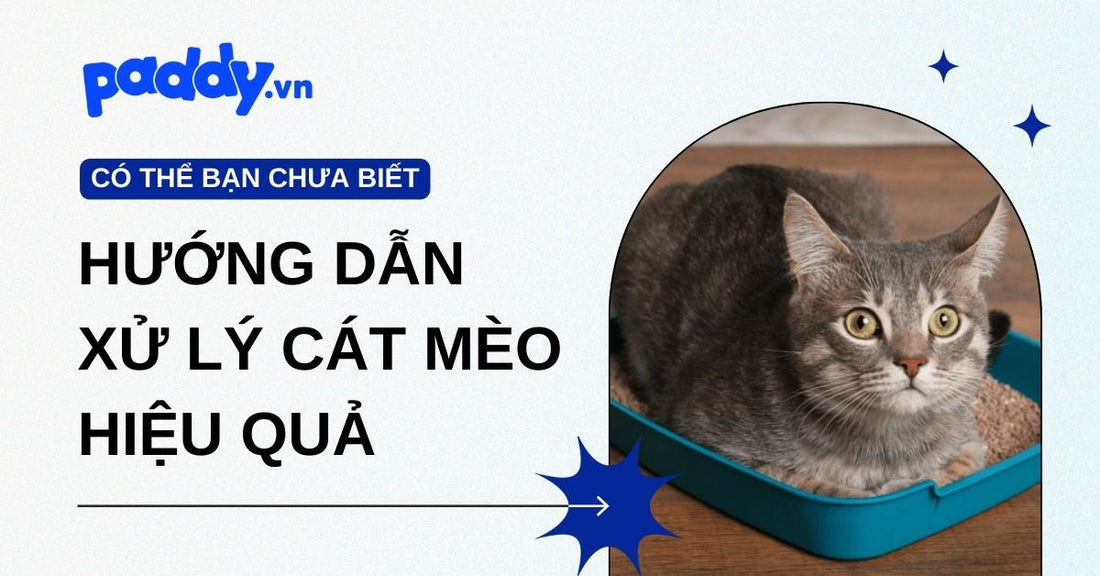 Hướng dẫn xử lý cát mèo hiệu quả – Giải pháp sạch sẽ và khử mùi đúng cách tại nhà