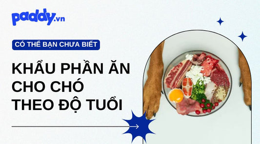 Khẩu Phần Ăn Hợp Lý Cho Chó Theo Độ Tuổi