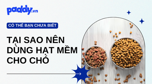 Tại Sao Nên Sử Dụng Hạt Mềm Cho Chó?