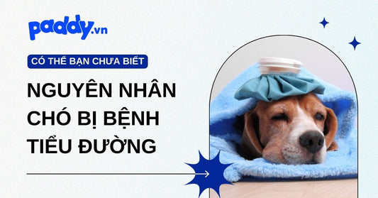 Nguyên Nhân Chó Bị Tiểu Đường Mà Bạn Cần Nên Biết