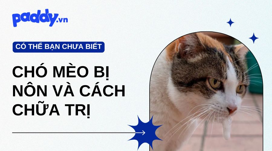 Nguyên Nhân Chó Mèo Bị Nôn Và Cách Chữa Trị