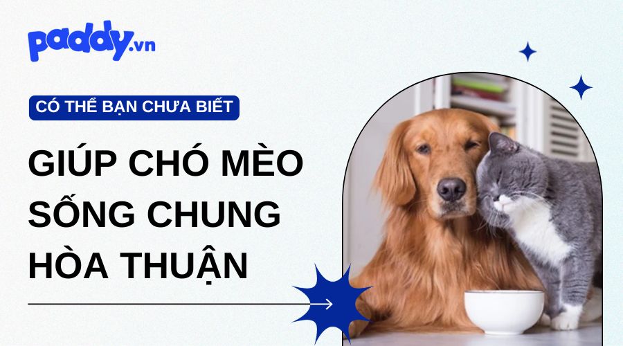 Nên Làm Gì Để Chó Và Mèo Sống Chung Hòa Thuận