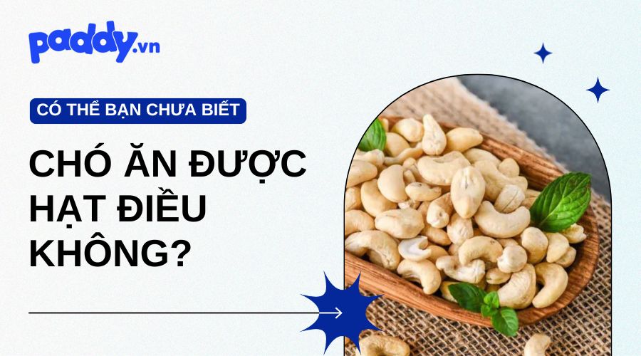 chó có ăn được hạt điều không