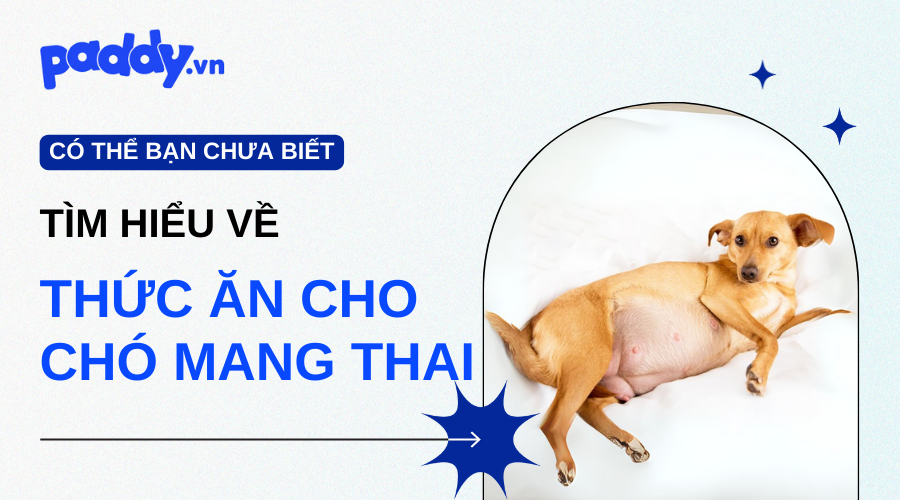 Thức Ăn Cho Chó Mang Thai Đầy Đủ Dinh Dưỡng - Paddy Pet Shop