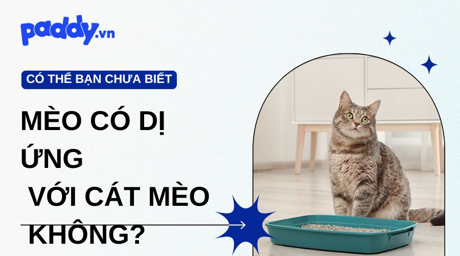 Mèo có dị ứng với cát mèo không? Dấu hiệu và cách xử lý hiệu quả