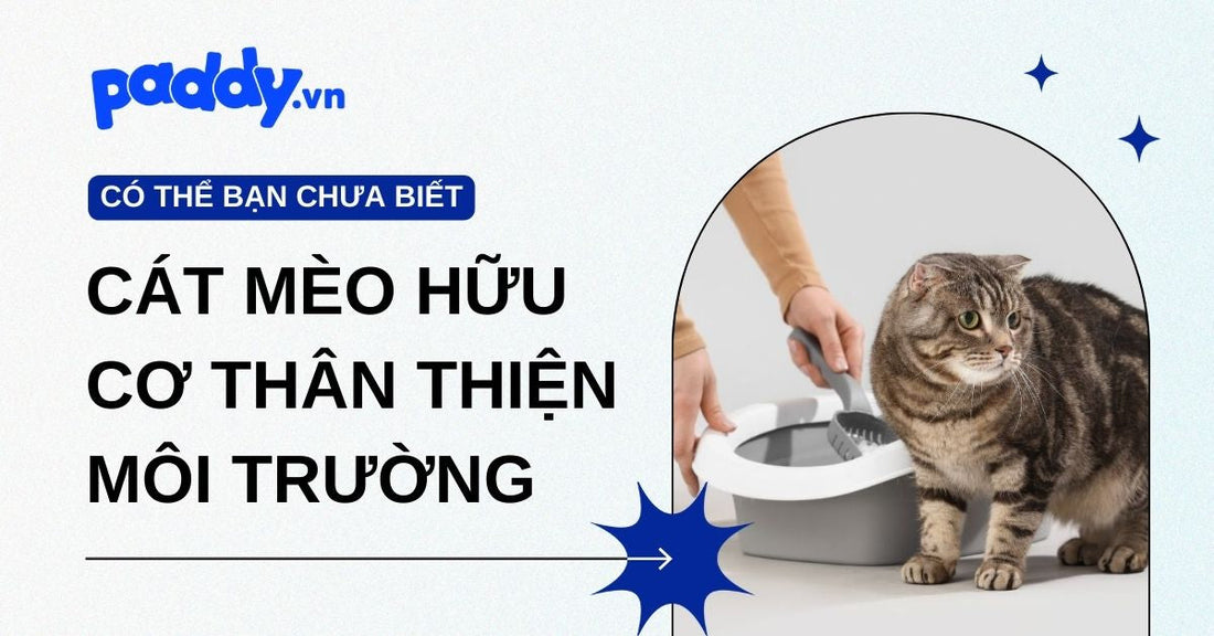 Những loại cát vệ sinh mèo hữu cơ thân thiện với môi trường