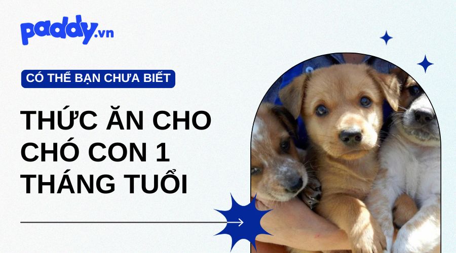 Đâu Là Thức Ăn Cho Chó Con 1 Tháng Tuổi Đầy Đủ Dinh Dưỡng?