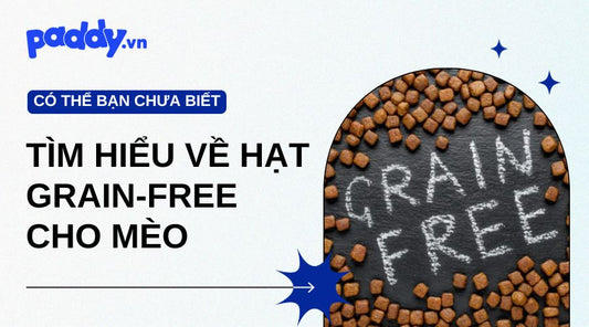 Tìm Hiểu Về Hạt Grain-free Cho Mèo