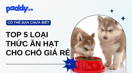 Top 5 Loại Thức Ăn Hạt Cho Chó Giá Rẻ - Paddy Pet Shop