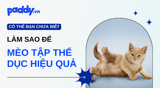 Cách Thúc Đẩy Mèo Tập Thể Dục Và Vận Động Hiệu Quả - Paddy Pet Shop