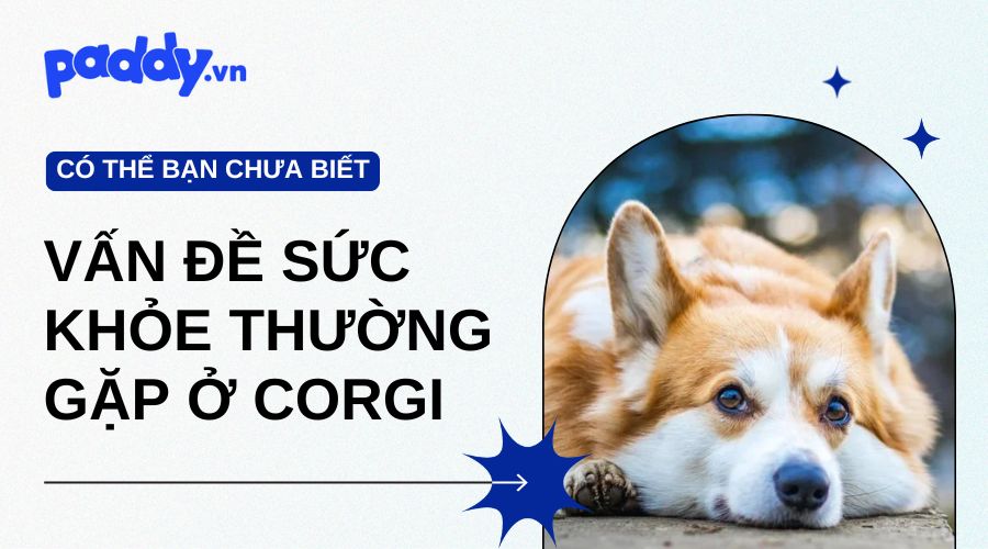 Các Vấn Đề Sức Khỏe Thường Gặp Ở Chó Corgi